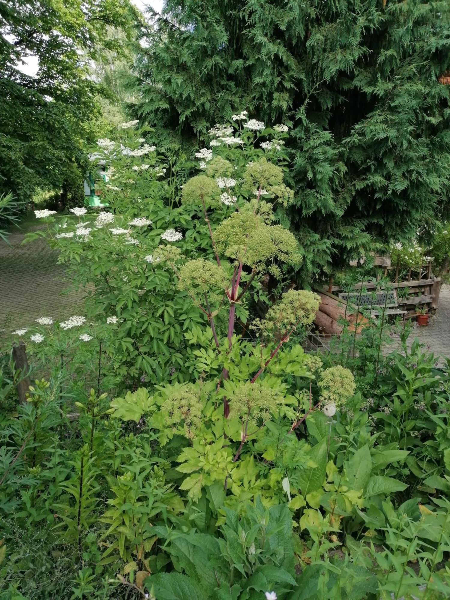 ホテル Kraeuterbaude Saupsdorf エクステリア 写真