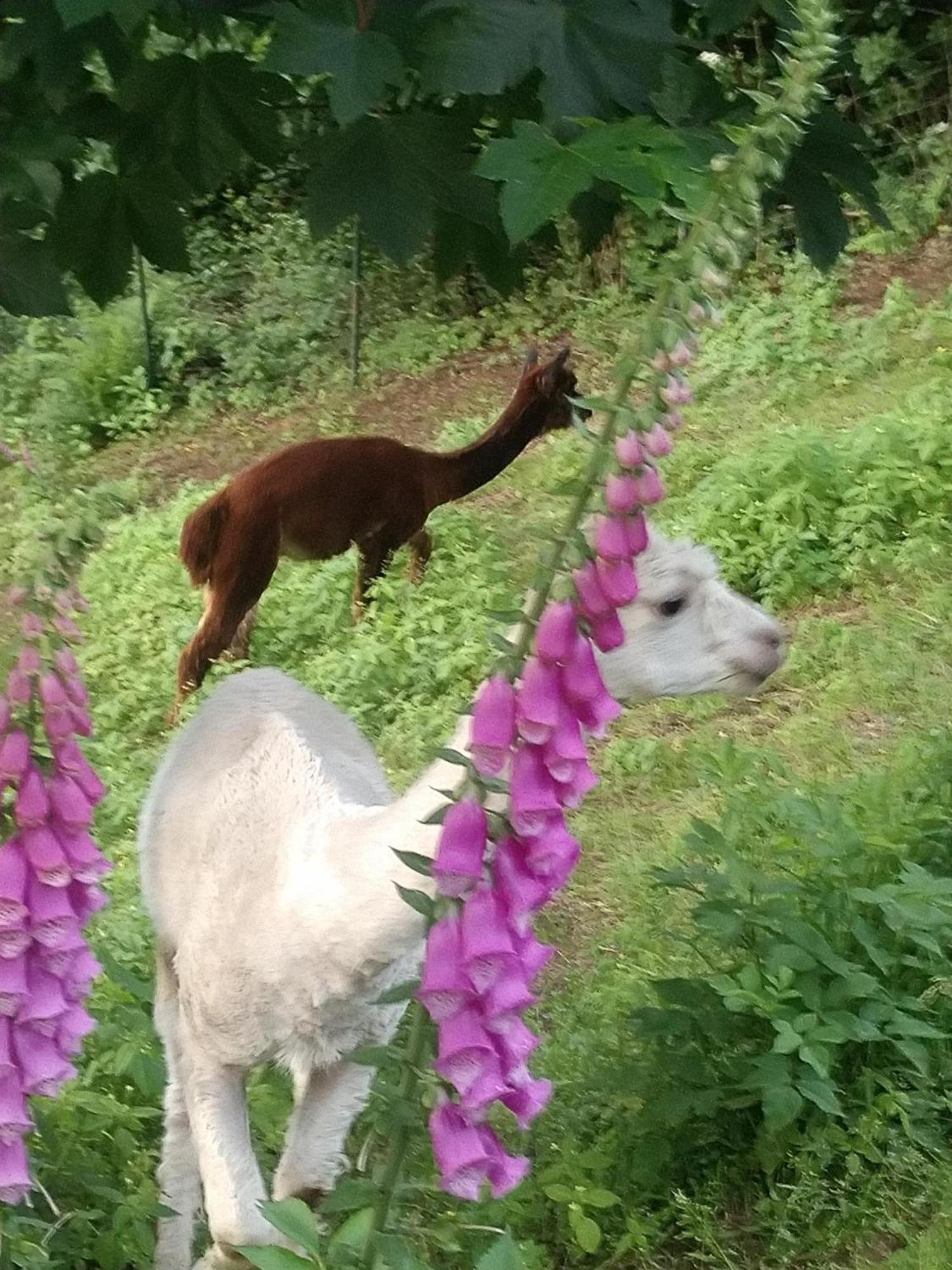 ホテル Kraeuterbaude Saupsdorf エクステリア 写真