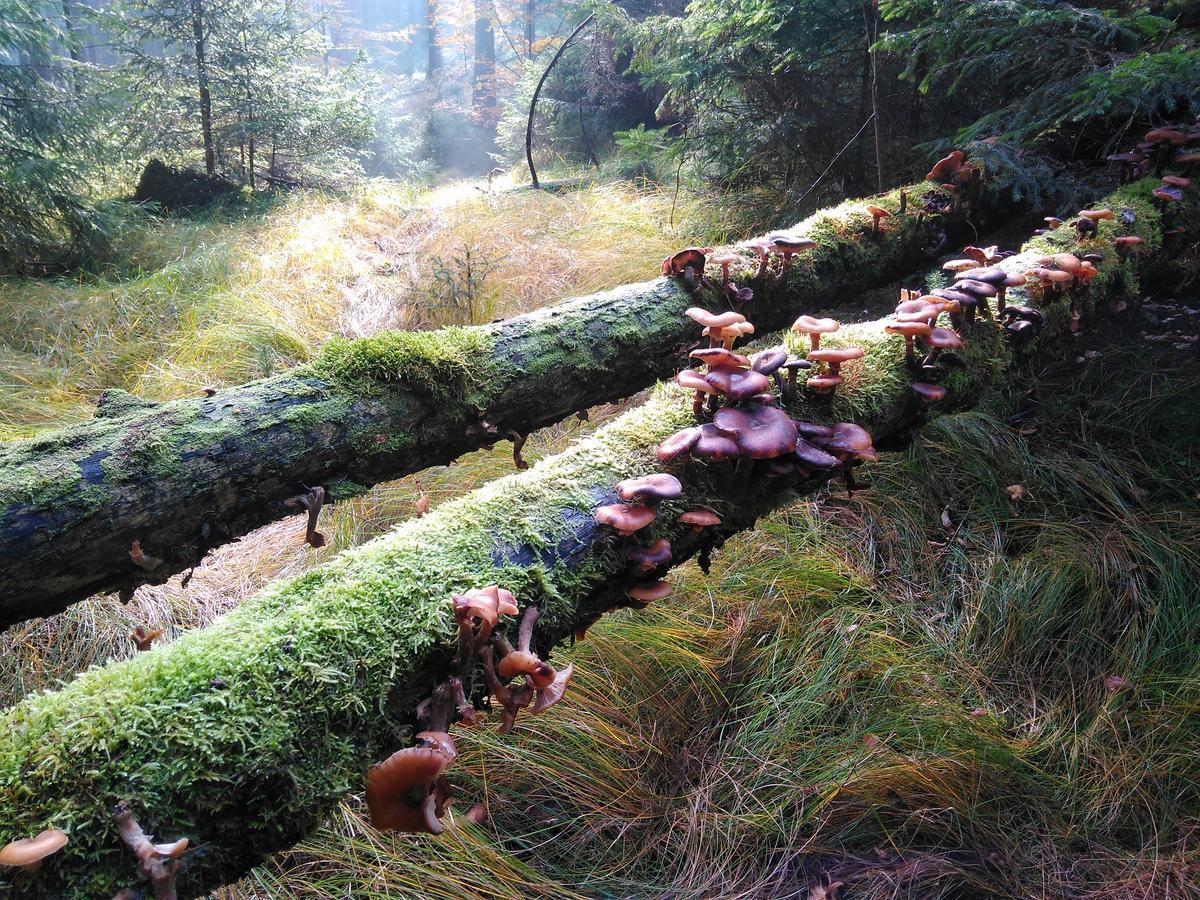 ホテル Kraeuterbaude Saupsdorf エクステリア 写真