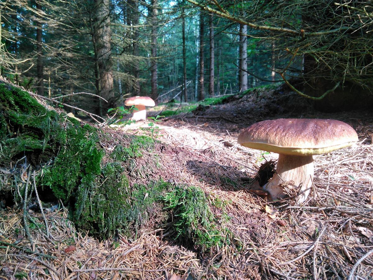 ホテル Kraeuterbaude Saupsdorf エクステリア 写真